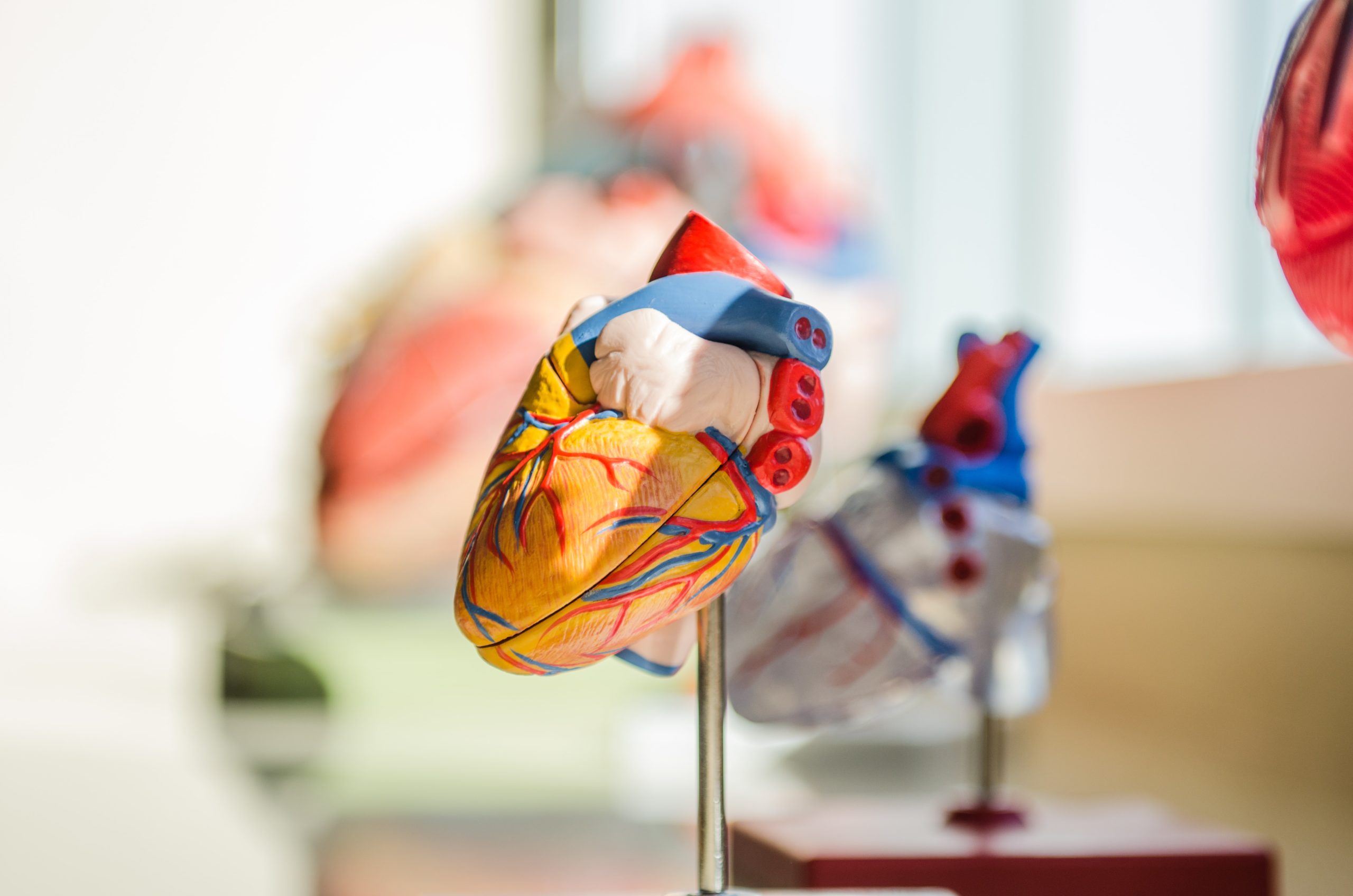 Anatomic model of heart